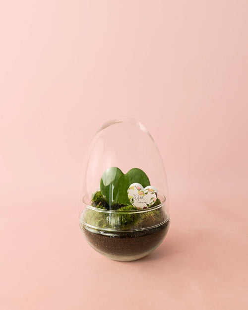 Terrario With Love - Hoya Kerrii M - Pur Plant