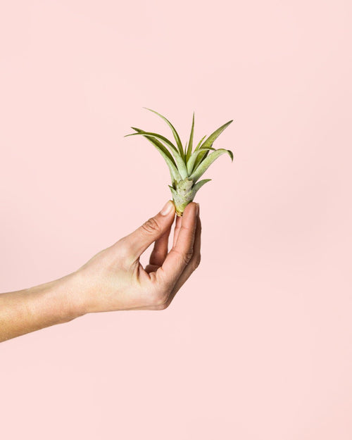 Tillandsia Capitata Mini - Pur Plant