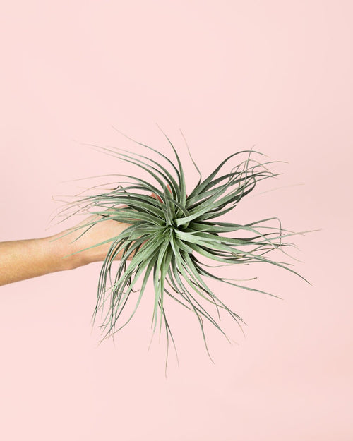 Tillandsia Super Silver - Pur Plant