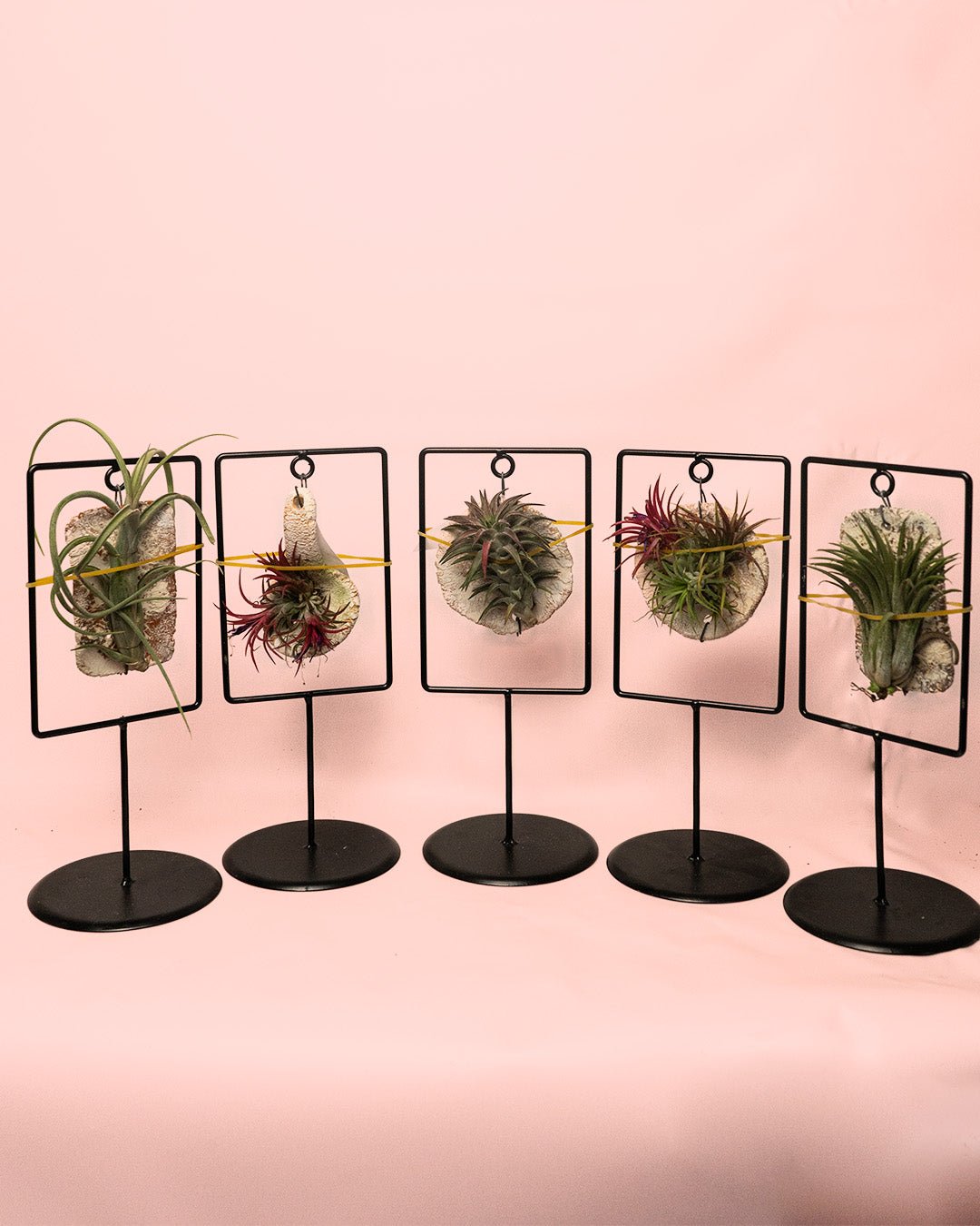 Tillandsias Mix Soporte Decorativo - Pur Plant
