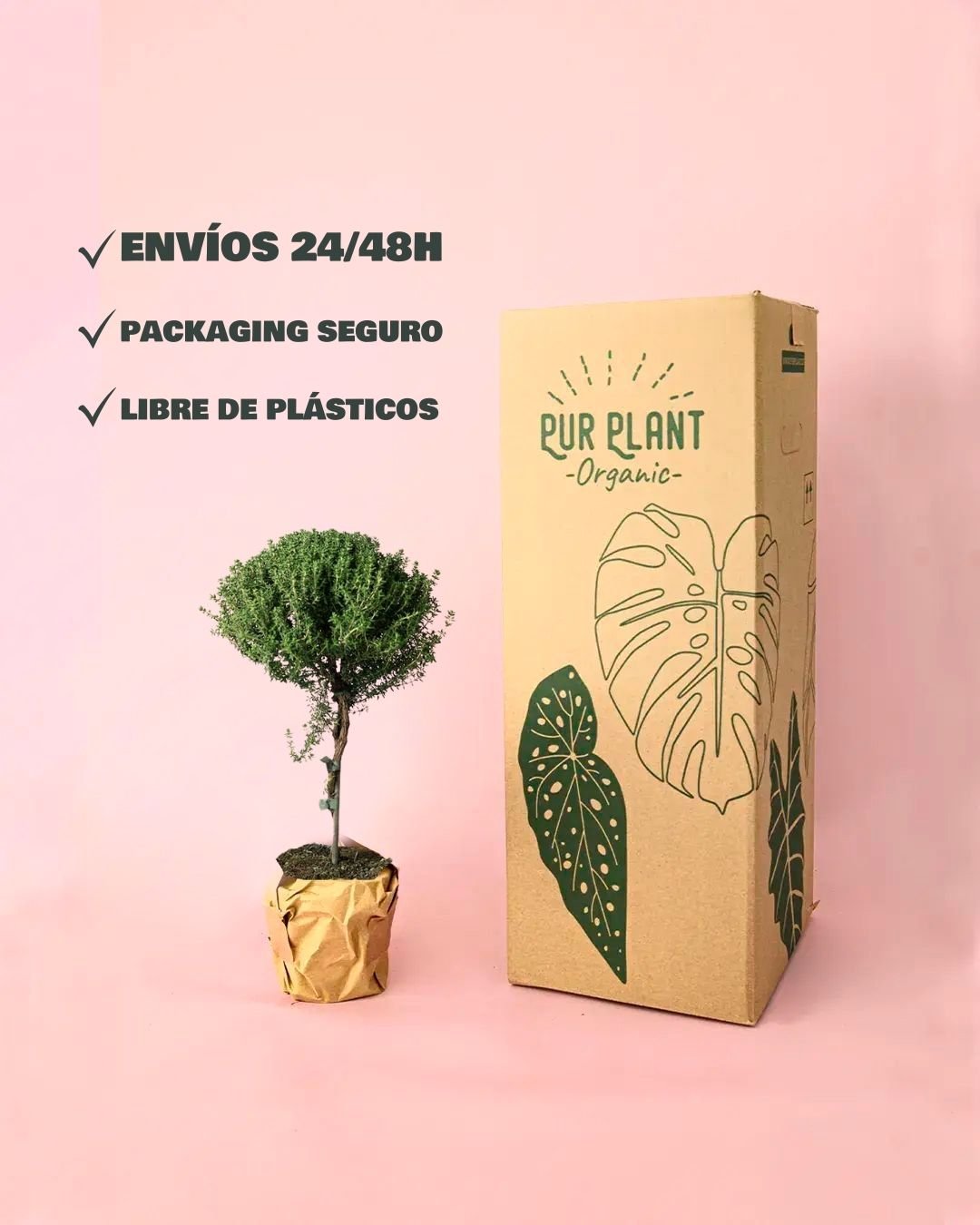 Tomillo Arbusto M - Pur Plant
