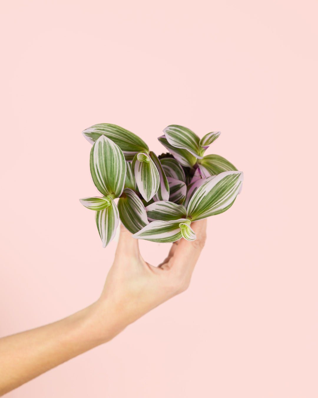Tradescantia Nanouk Mini - Pur Plant
