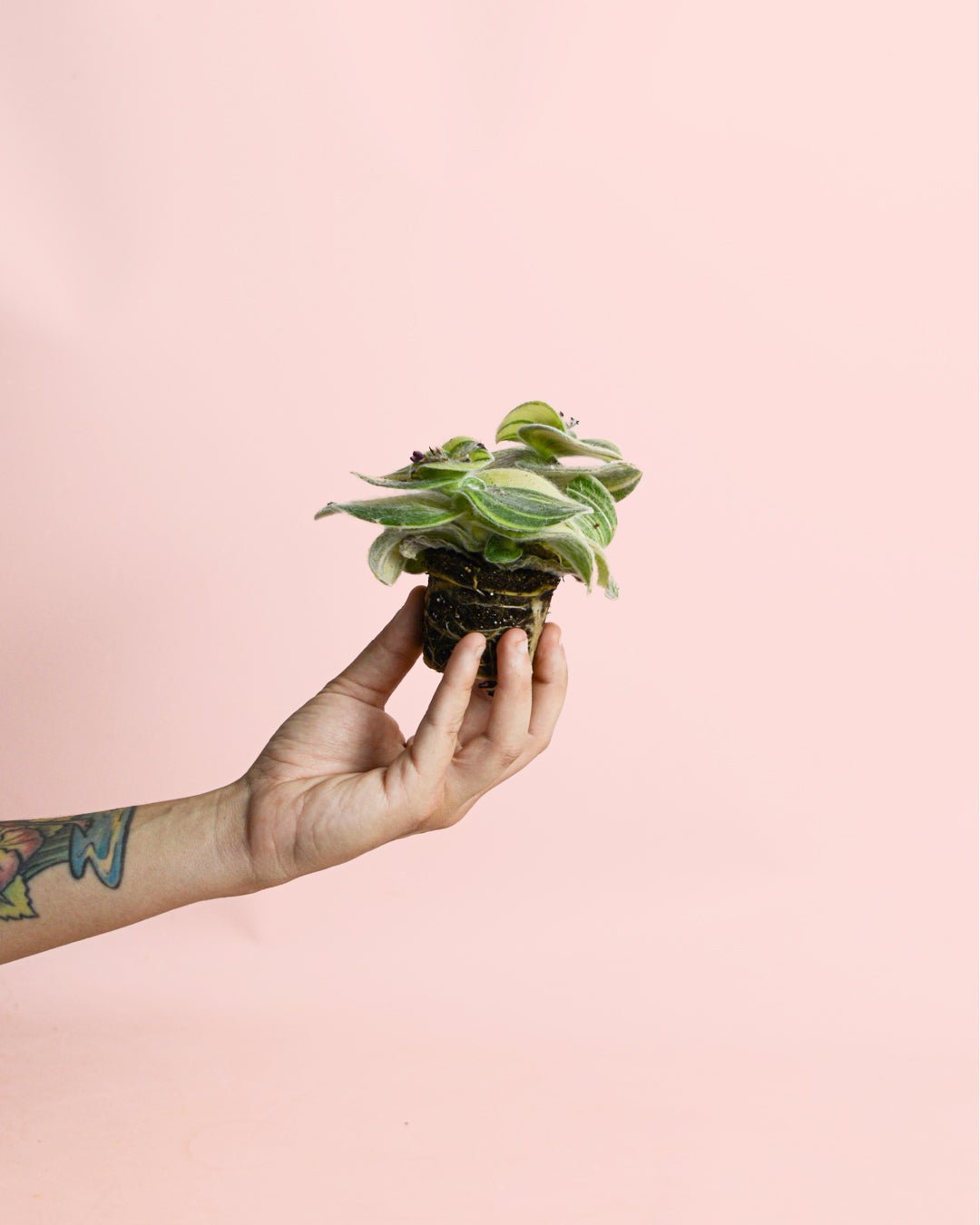 Tradescantia Variegada Mini - Pur Plant