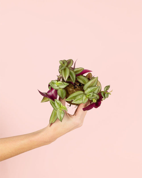 Tradescantia Zebrina Mini - Pur Plant