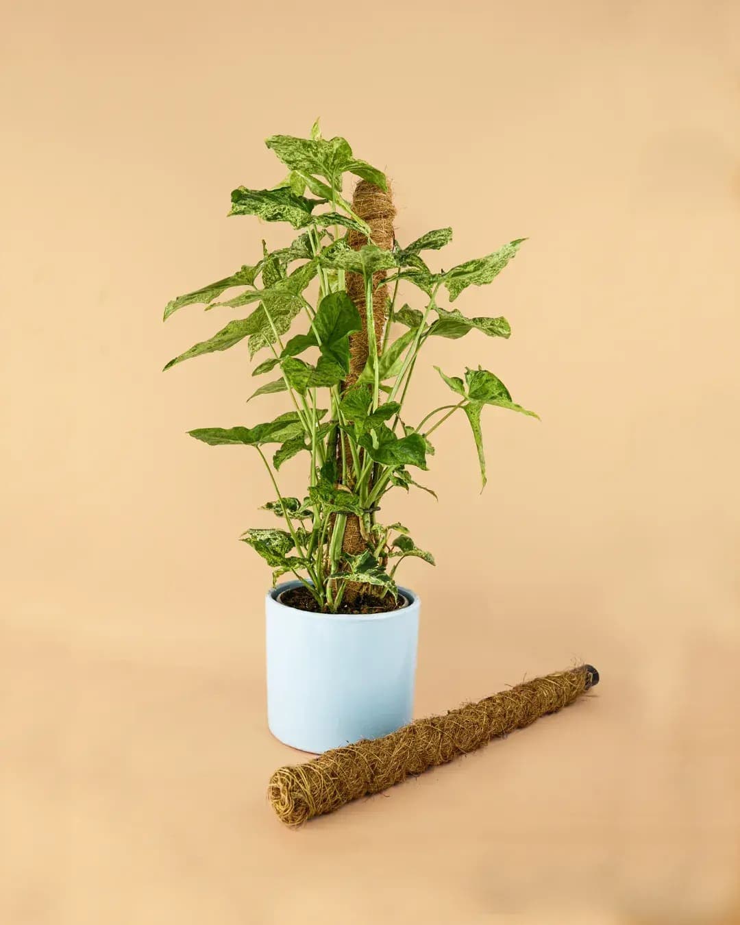 Tutor Fibra de Coco 50 cm - Pur Plant
