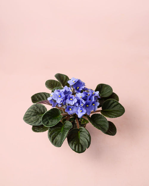 Violeta Africana Saintpaula Mix M - Pur Plant