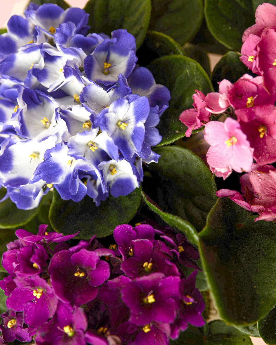 Violeta Africana Saintpaula Mix M - Pur Plant