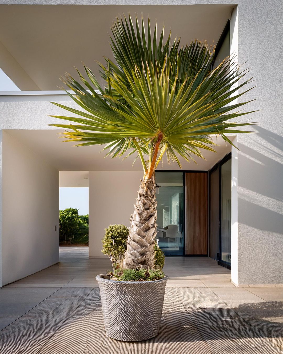 Washingtonia Robusta Palmera XXL - Pur Plant