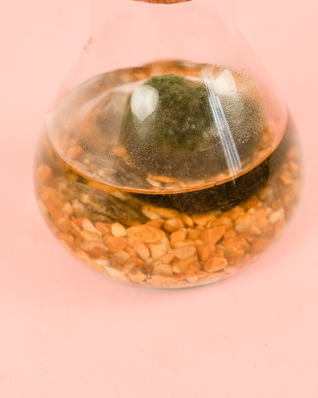 mini terrario planta acuática mix bola