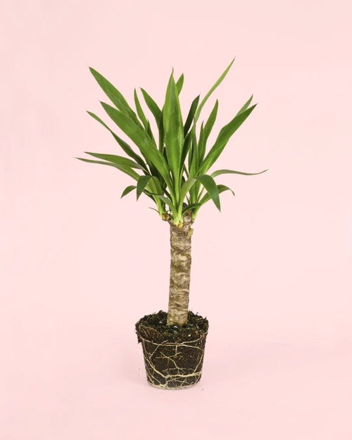 Yucca Elephantipes - Pur Plant