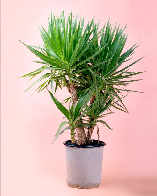 Yucca Elephantipes XXL - Pur Plant