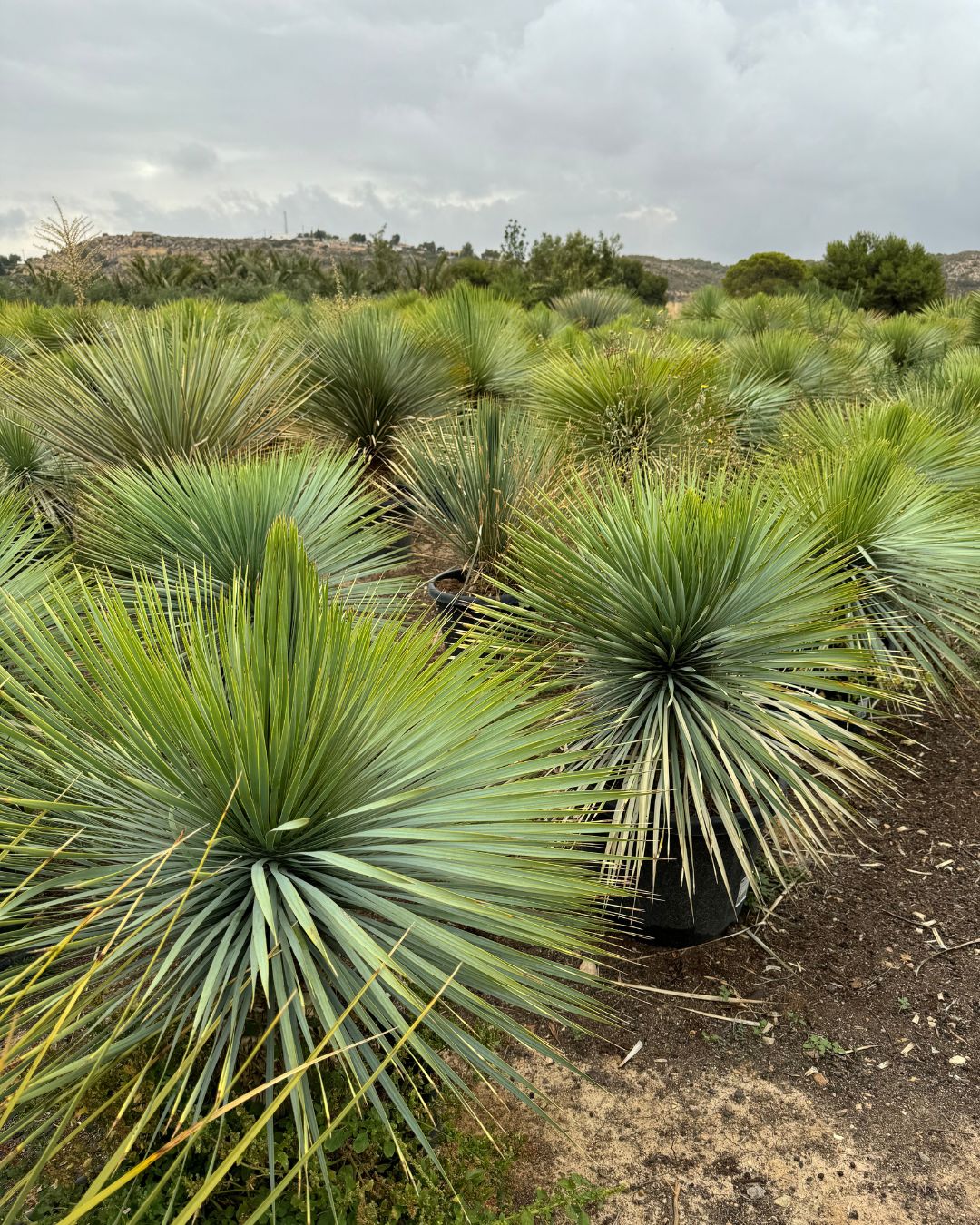 Yucca Rostrata XXL - Pur Plant