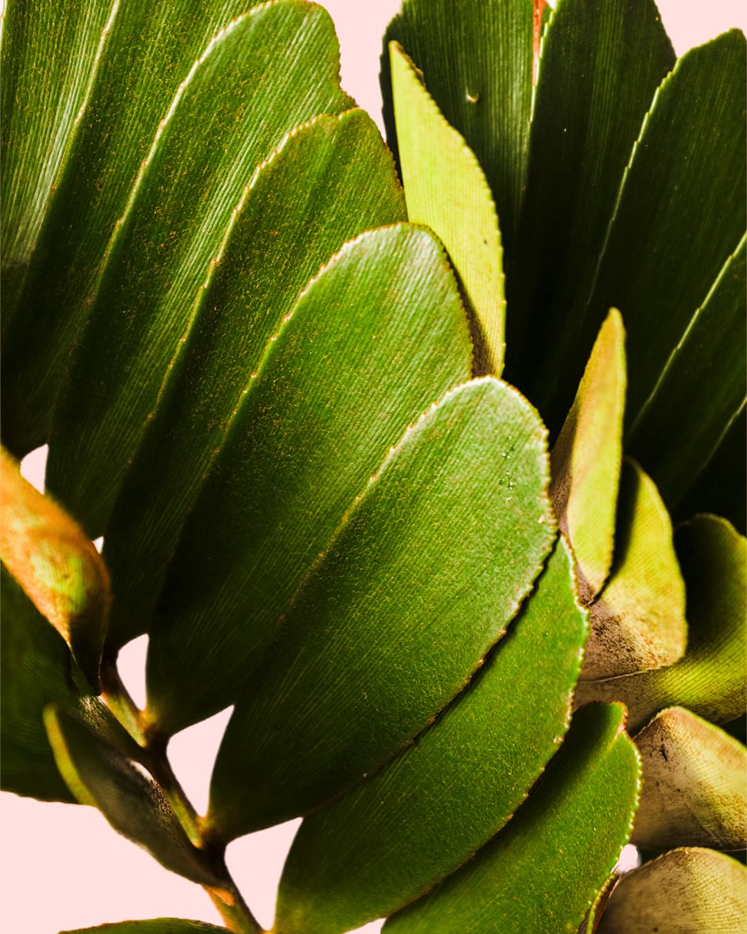 Zamia Furfuracea – Palma de Bola - Pur Plant