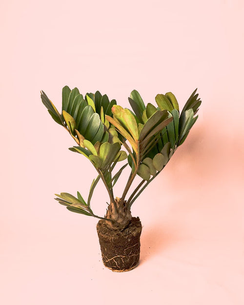 Zamia Furfuracea – Palma de Bola - Pur Plant