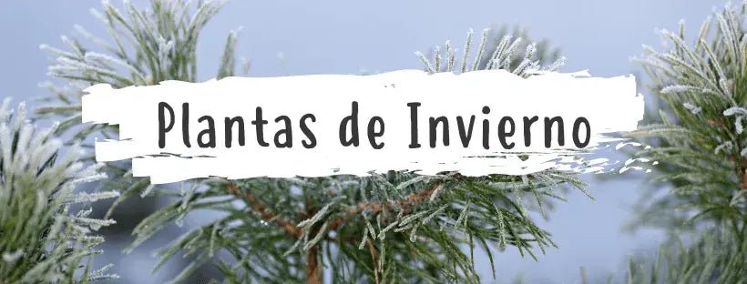 10 Plantas De Invierno Que Son Un MUST