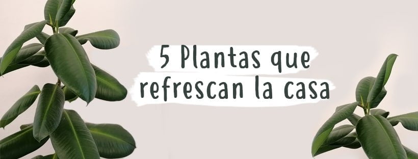 5 Plantas Para Refrescar La Casa