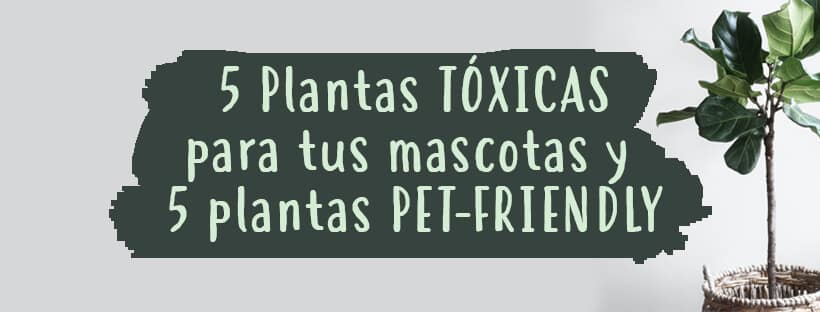 5 Plantas Pet Friendly Y 5 Plantas Tóxicas Para Tus Mascotas