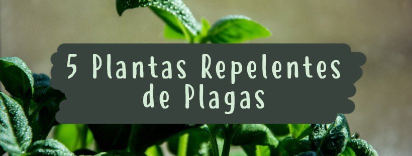5 Plantas Repelentes De Plagas - Pur Plant