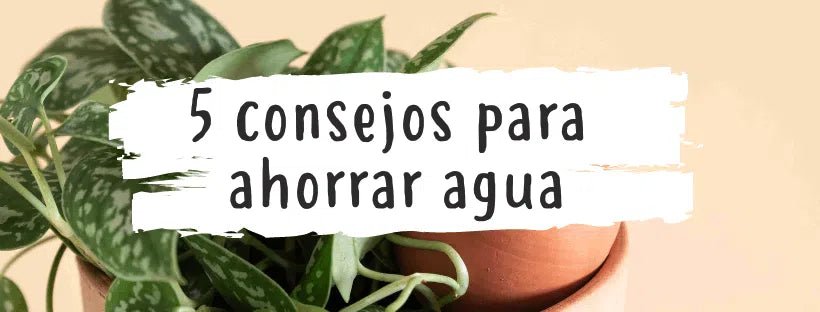 7 Consejos Ahorrar Agua En Tu Huerto Y Plantas De Casa