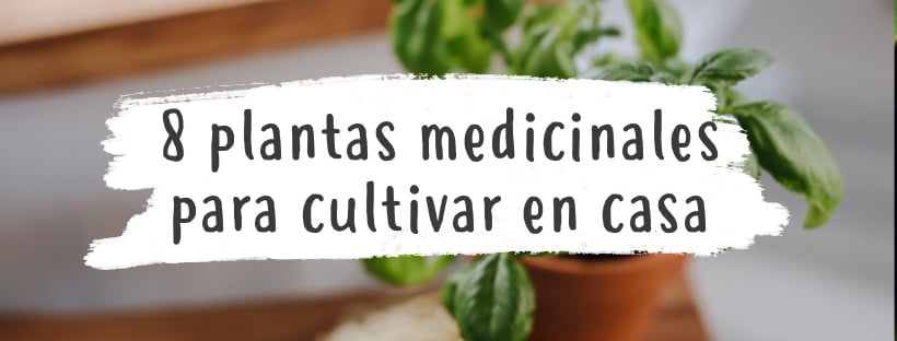 8 Plantas Medicinales Que Podemos Cultivar En Casa