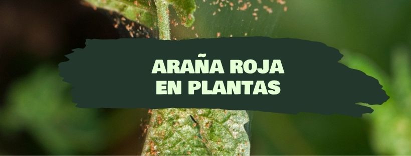 Araña Roja En Plantas: Cómo Eliminar La Plaga