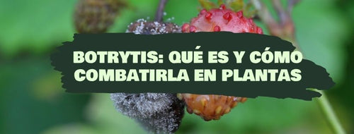 Botrytis: Qué es y cómo combatirla en plantas