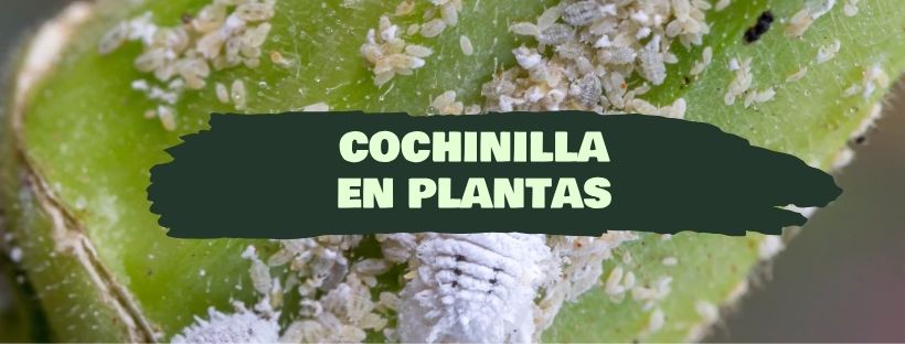 Cochinilla En Plantas - CóMo Eliminarla