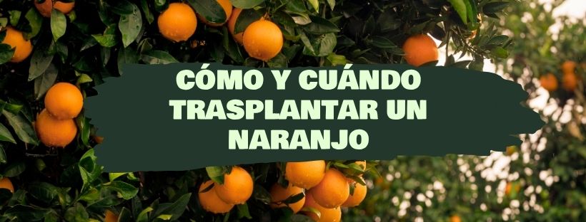 Cómo Y Cuándo Trasplantar Un Naranjo