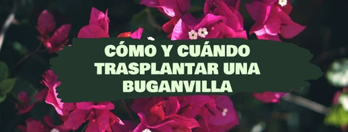 Cómo Y Cuándo Trasplantar Una Buganvilla