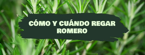 Cómo y Cuándo Regar Un Romero