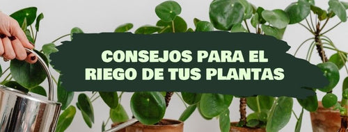 5 Consejos Para Regar Tus Plantas De Interior