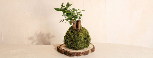 Kokedama: Qué Es Y Para Qué Sirve