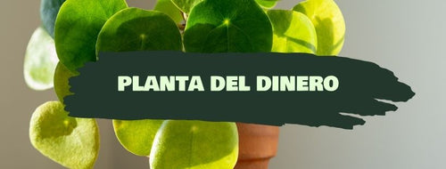 Planta del dinero: qué es, por qué se llama así y cómo cuidarla