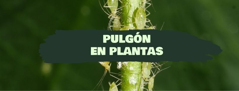 Pulgones En Plantas- Cómo Eliminar El Pulgón