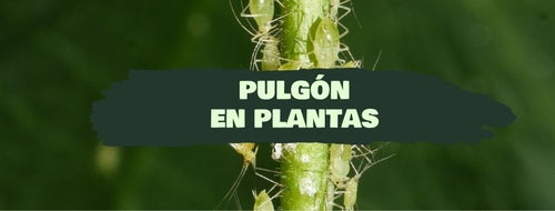 Pulgones En Plantas- Cómo Eliminar El Pulgón