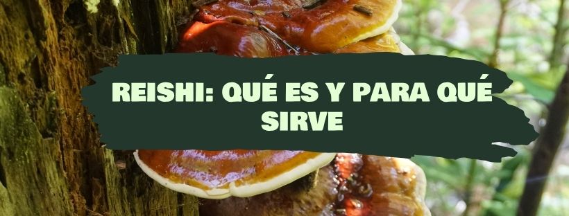 Reishi: Qué Es Y Para Qué Sirve