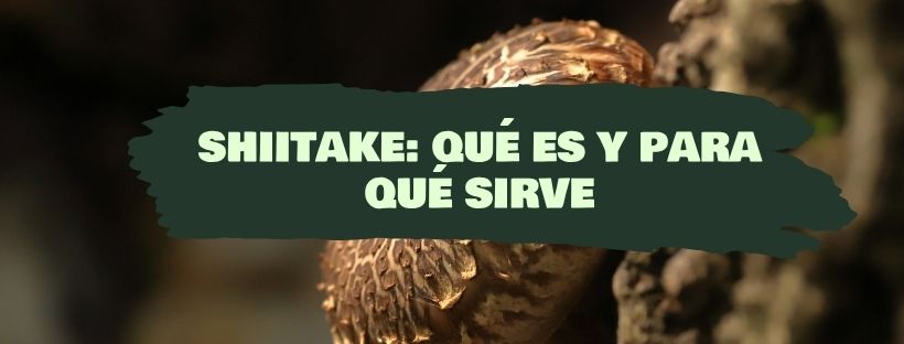 Shiitake: Qué Es Y Para Qué Sirve