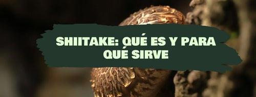 Shiitake: Qué Es Y Para Qué Sirve