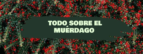 Muérdago: qué significa, por qué se besa debajo y cómo conservarlo en Navidad