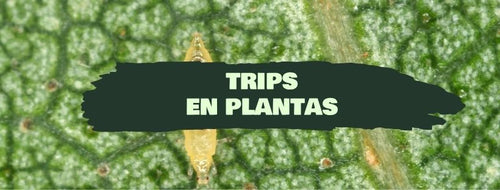 Trips En Plantas :Cómo Combatir La Plaga