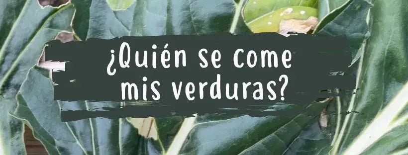 Agujeros En Hojas De Plantas: ¿Quién Se Come Mis Verduras?