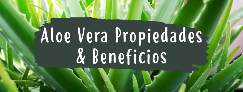 Aloe Vera: Propiedades Y Beneficios - Pur Plant
