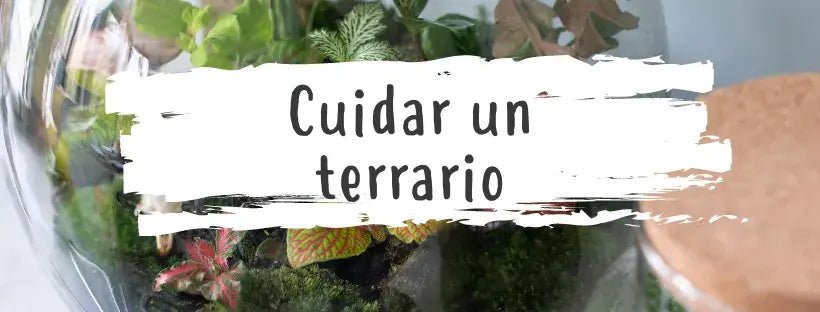 Aprende A Diseñar Y Cuidar Tu Terrario