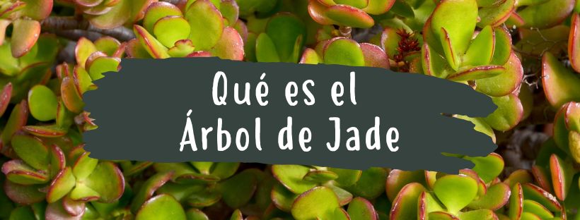 Árbol De Jade: Qué Es Y Para Qué Sirve - Pur Plant