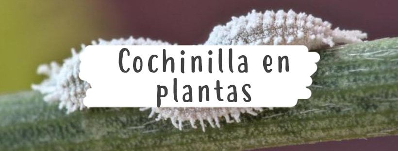 Cochinilla En Plantas - CóMo Eliminarla - Pur Plant