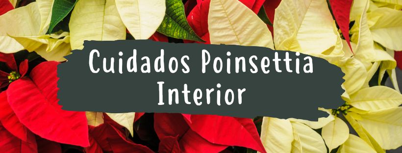 Cómo Cuidar Flor De Pascua En Interior - Pur Plant