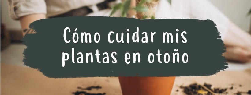 Cómo Cuidar Mis Plantas En Otoño