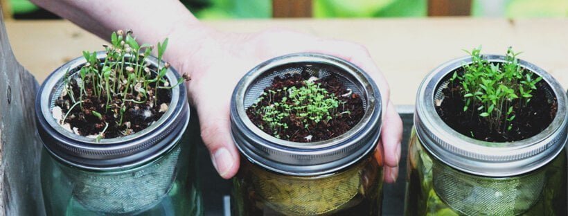 Cómo Cultivar En Casa Verduras Y Hortalizas