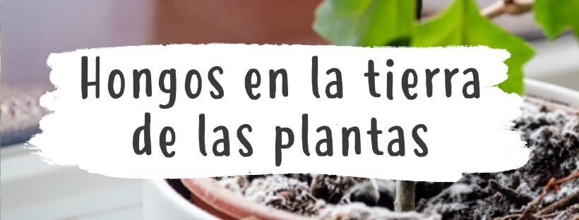 Cómo Eliminar Hongos En La Tierra De Las Plantas