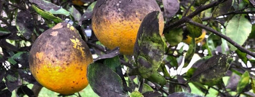 Cómo Eliminar La Fumagina De Los Cítricos